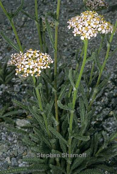 achillea millefolium 2 graphic